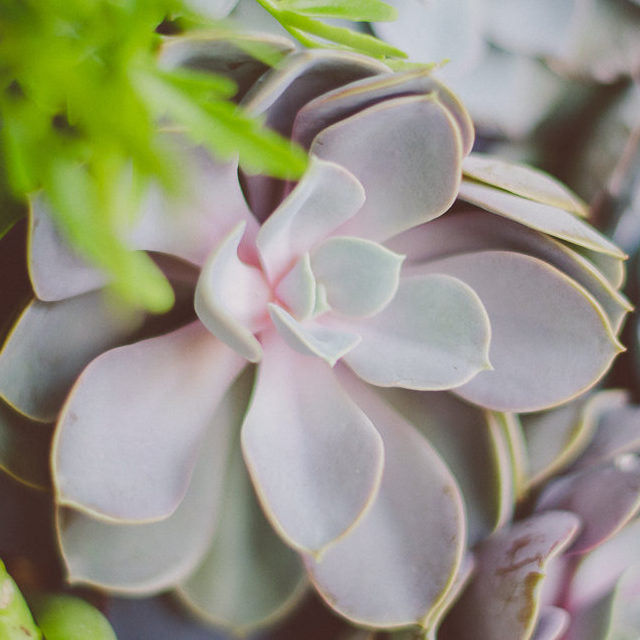 Succulent Wall